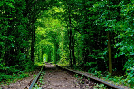 Фотошпалери Дорога в лісі