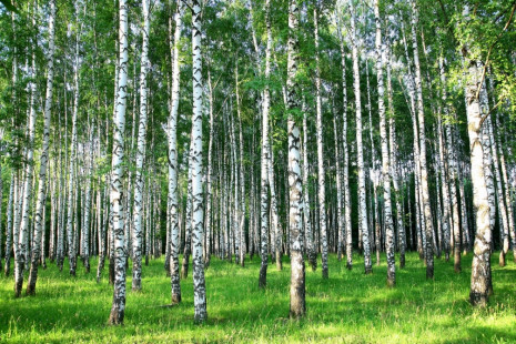 Фотошпалери березовий ліс