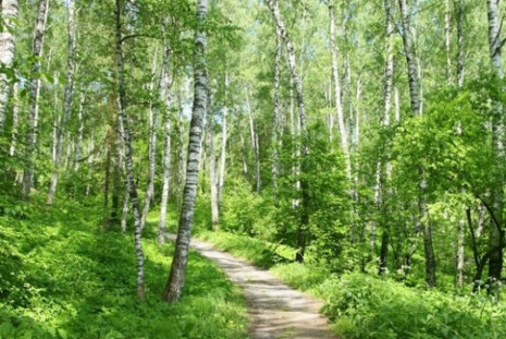 Фотошпалери Дорога в березовому лісі