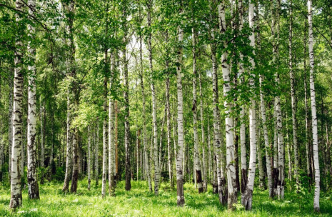 Фотошпалери ліс беріз