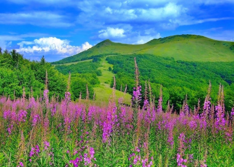 Фотошпалери зелені пагорби