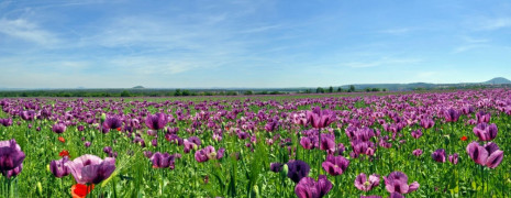 Фотошпалери Польові квіти