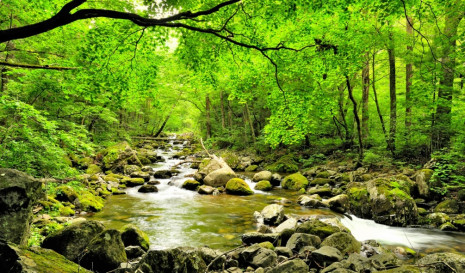 Фотошпалери Гірський струмок в лісі